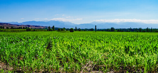 Fototapeta na wymiar Green corn field planting，wide field of view and high viewing angle