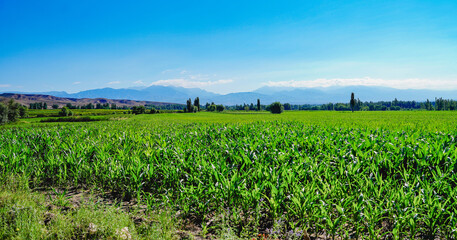 Fototapeta na wymiar Green corn field planting，wide field of view and high viewing angle
