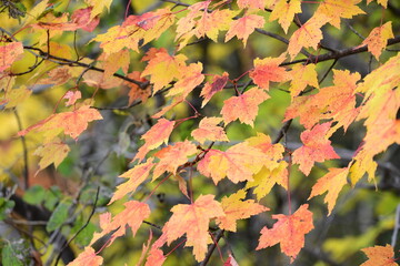 autumn leaves background