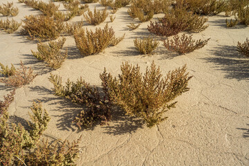 plant in the dry desert 