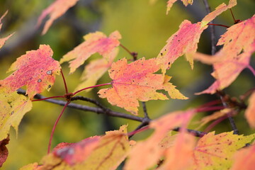 red maple leaves
