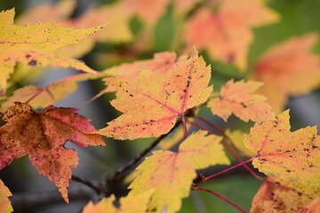 autumn leaves on a tree
