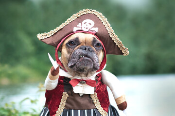 Portrait of funny French Bulldog dog dressed up with pirate bride costume with hat and saber and hook arms