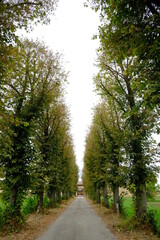 Naklejka premium Tree lined avenue. Tree-lined avenue with row of trees.Countryside of the Po Valley with road and farmhouse. 