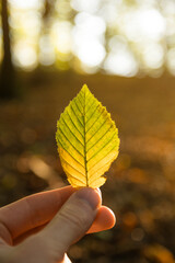 Hand holds a yellow,orange,green autumn leaf on a background of autumn forest.Autumn mood. Fall season.sunny background