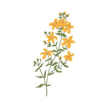 St. John's wort, medicinal herbal flower. Botanical retro drawing of goatweed plant. Realistic Hypericum perforatum. Tutsan herb. Hand-drawn detailed vector illustration isolated on white background