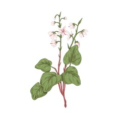 Wild flowers of round-leaved wintergreen. Botanical retro drawing of field floral plant Pyrola rotundifolia. Herbal wildflower inflorescence. Drawn vector illustration isolated on white background