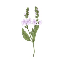 Heath speedwell flower. Botanical drawing of Veronica officinalis. Realistic wild floral plant. Field herb in retro style. Hand-drawn vector illustration of gypsyweed isolated on white background