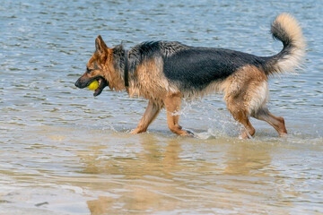 Young happy German Shepherd, playing in the water. The dog splashes and jumps happily in the lake. Yellow tennis ball in its mouth