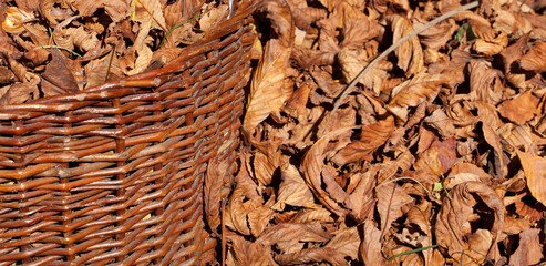 Dry fallen chestnut leaves and wicker basket full of leaves, autumn, garden.  