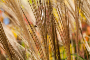 Flowering ornamental garden grass on colorful background, autumn, garden.