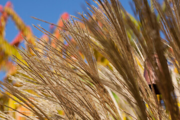 Flowering ornamental garden grass, blue sky and discolored staghorn sumac leaves in the background, autumn.