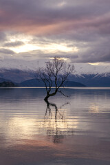 Wanaka Tree in amazing sunset in winter. Wanaka Lake, Otago, New Zealand