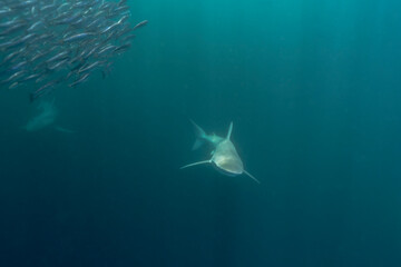 Dusky shark (Carcharhinus obscurus) circling sardines during South Africa annual sardine run