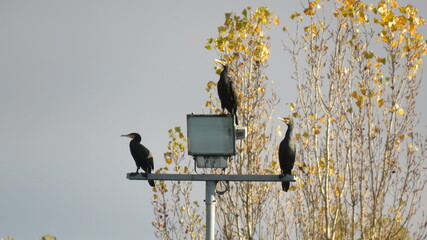 Cormorano