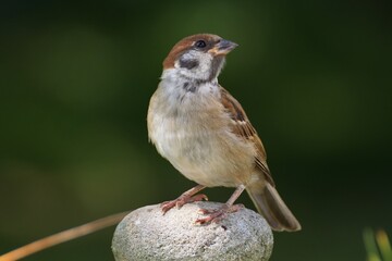 Tree sparrow (Passer montanus) on stone. Czechia. Europe.