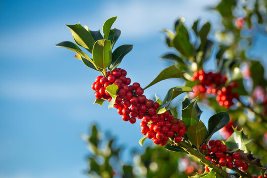 holly branch of a holly tree in nature. behind a blue sky. Ilex aquifolium. selective focus. copy space. christmas card.