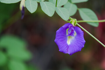 Butterfly pea flower is violet flower blooming in the wood
