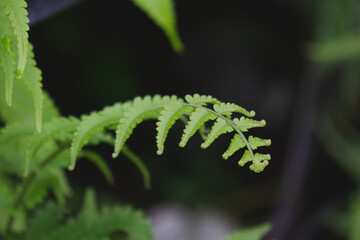 green fern leaf in the jungle	
