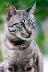 Cat face portrait close up , Lovely gray at outdoor