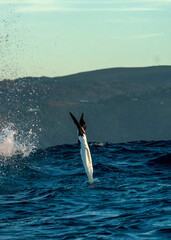 Cape gannet (Morus capensis) diving to catch sardines during South Africa sardine run. 