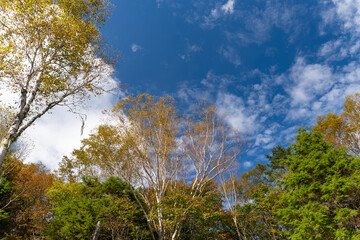 紅葉するしらびそ高原