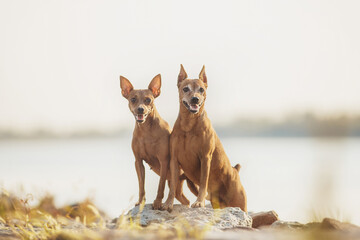portrait of a dog  Miniature Pinscher