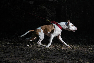 american staffordshire terrier sporting 