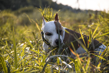 american staffordshire terrier 