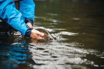 Fototapeta premium Fisherman releasing his trophy to the river. Catch and release.