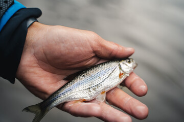 Fisherman holding his trophy small fish in palm caught using fly fishing technique