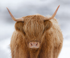 Highland cattle in snow