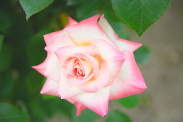 pink rose