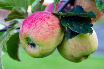 Branch with two ripe red apples growing in the garden.