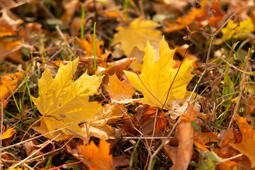 Close-up of a yellow maple leaf in the bright rays of the autumn sun