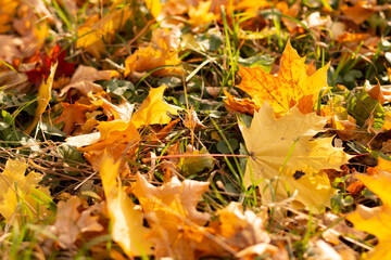 Close-up of a yellow maple leaf in the bright rays of the autumn sun