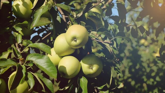 Green apples of the variety Simirenko growing on a tree
