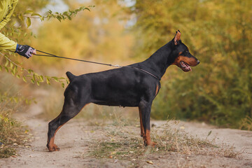 portrait of a  dog  dobermann