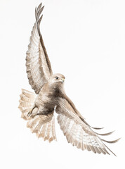 Watercolor drawing of a flying bird of prey on a white background.