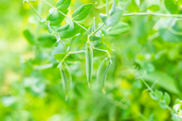 A pod of green peas hanging on a bush in a vegetable garden close-up