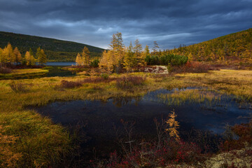 Swamp with yellow larches on the shore, in the valley of the mountains on an autumn evening