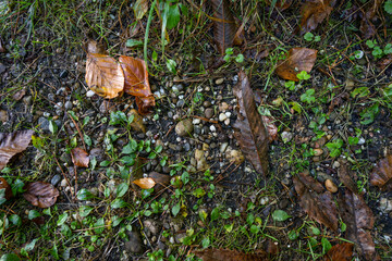 Bienwald Wörth am Rhein (Oktober 2021)