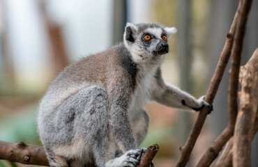 lemur on a tree