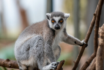 lemur on a tree © Picsieb Photography