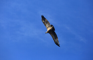 A large bird of prey - a white-headed vulture in flight against the blue sky in the Crimea
