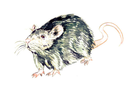 Brown rat (Rattus norvegicus) view, hand painted watercolor illustration