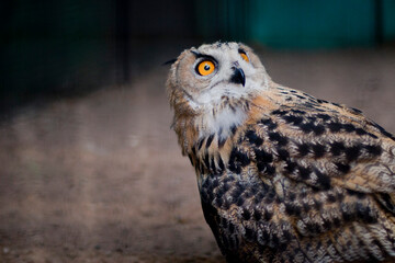great horned owl