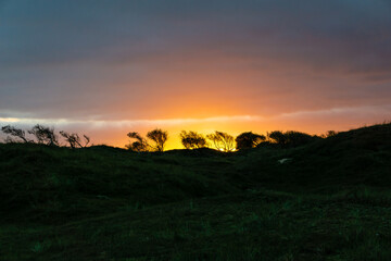 Colorful sunset at the coast with silhouette of small trees in the foreground
