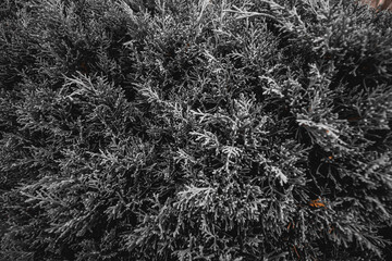 Dense cypress bush close-up. Black and white natural background. Dark lighting, deep tones. High quality photo