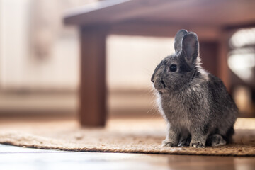 Adorable domestic rabbit sitting on a rug under a table in the living room